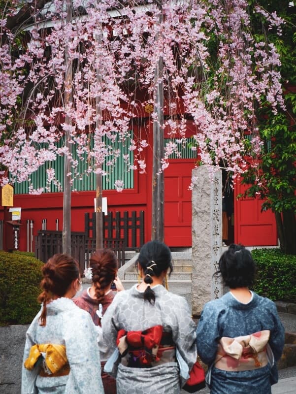 Hanami e fioritura dei Ciliegi in Giappone