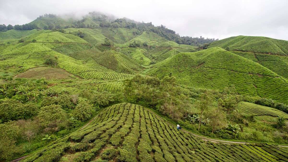 Trekking in Malesia nelle foreste pluviali: il Taman Negara