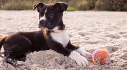 Come allenare il cane per un viaggio a piedi