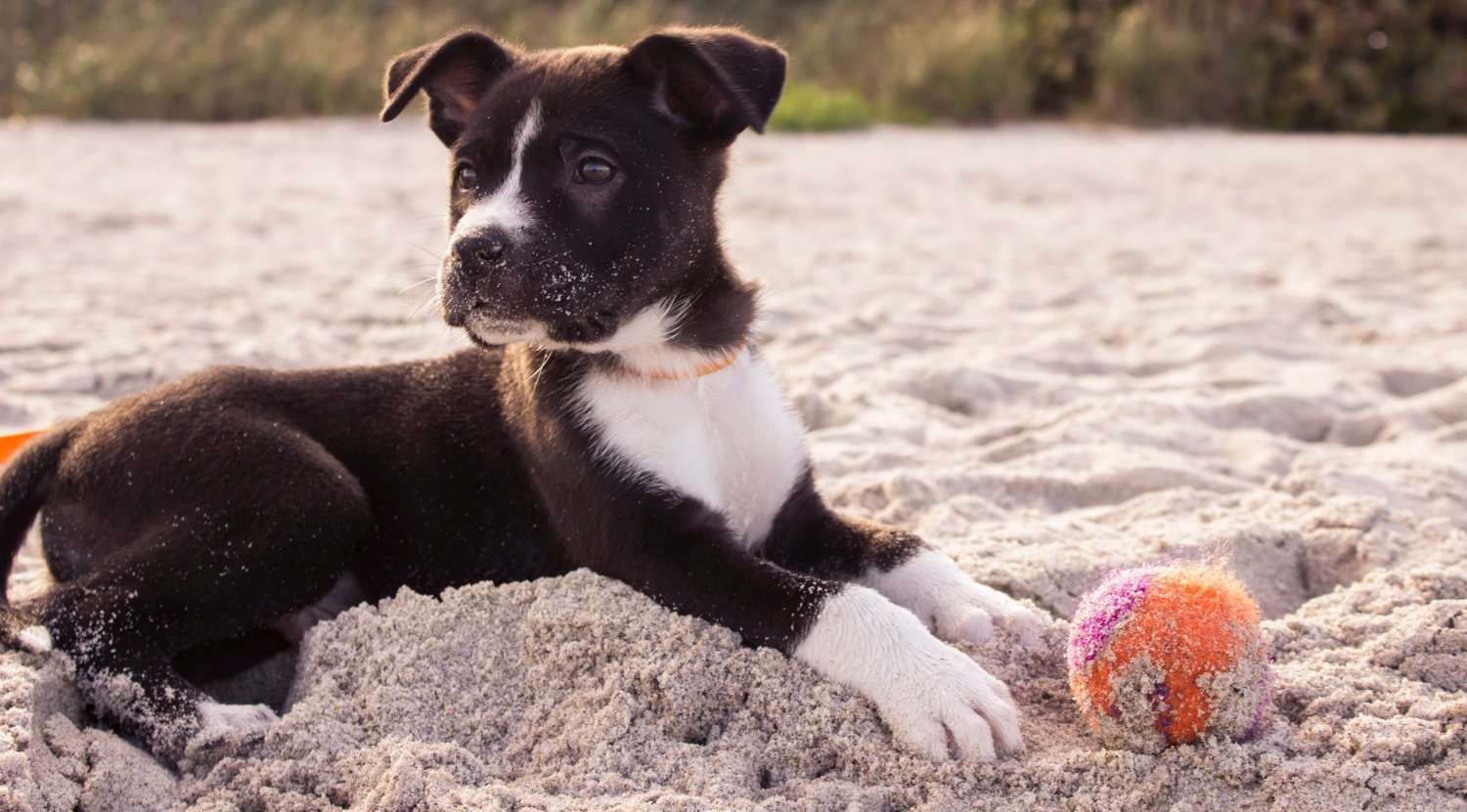Come allenare il cane per un viaggio a piedi