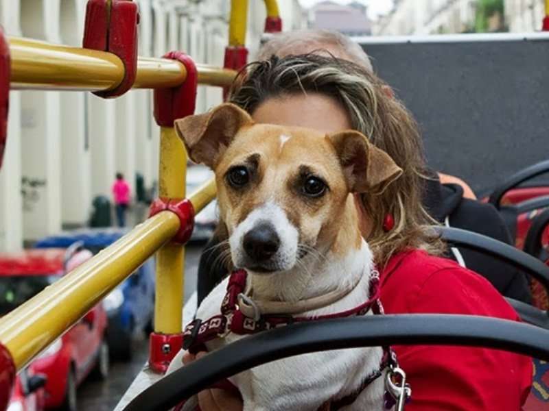Viaggiare con il cane sui mezzi pubblici