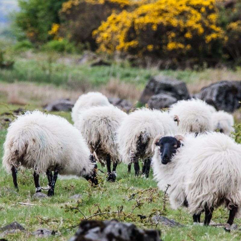 Wicklow Way Completa - il Cammino più antico di Irlanda - foto 3