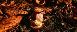 I Migliori Cammini da Percorrere in Autunno: Un Viaggio tra Natura e Spiritualità