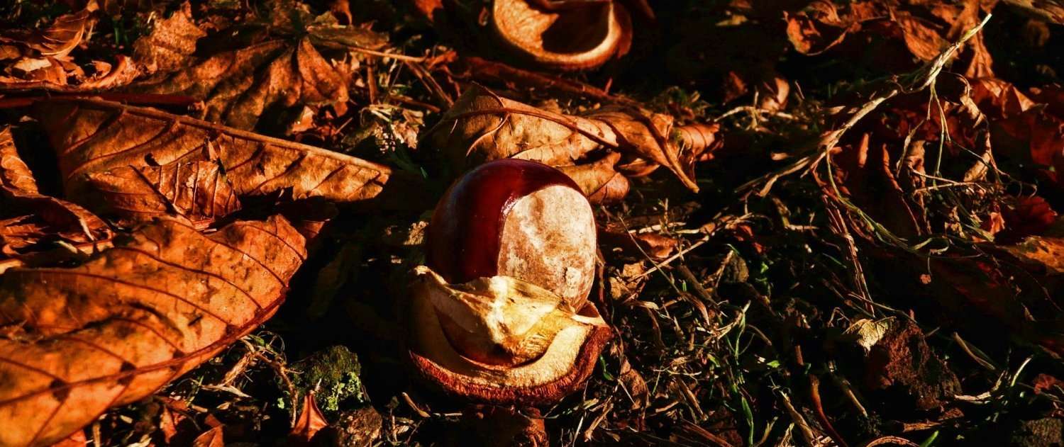 I Migliori Cammini da Percorrere in Autunno: Un Viaggio tra Natura e Spiritualità
