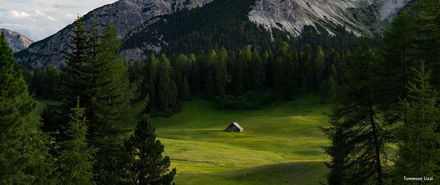 The call of the wild – Il richiamo della foresta